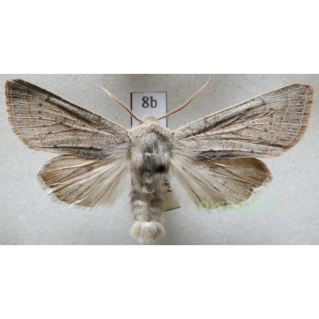 Orthosia gracilis (Denis & Schiffermüller, 1775) Czech8b